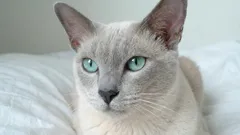 7 av de mest lojala kattraserna som aldrig lämnar dig ensam