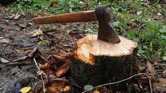 Så tar du bort en stubbe utan spade eller maskiner: ett enkelt knep som få känner till