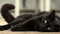 Katten slår svansen i golvet när den ligger ner: zoolog avslöjar orsaken till signalen