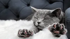 Varför knådar katten sin ägare med tassarna – en zoolog avslöjar den verkliga orsaken